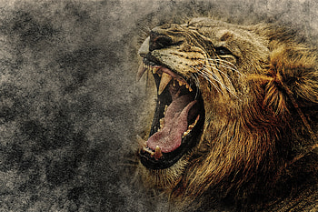 Animals, Art, Grin, Muzzle, Lion HD wallpaper