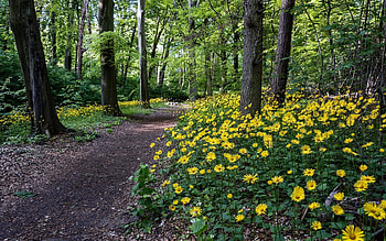 Nature, Flowers, Trees, Forest, Path, Trail, Track HD wallpaper
