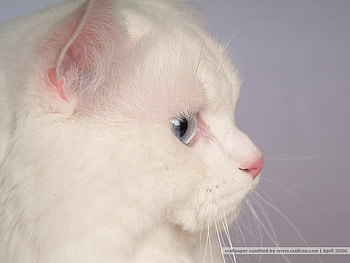 Blue eye cat, animal, kitten, cat, feline, pet HD wallpaper