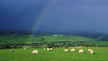 Irish Countryside, Rolling hills, Lush green fields, Tranquil charm HD wallpaper