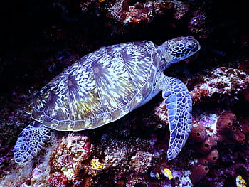 Vibrant hawksbill sea turtle swimming through a coral reef, showcasing marine life. HD wallpaper
