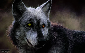 The old one, white, timber, saying, black, wolves, , wolf, canislupus, howling, wolf art, wisdom HD wallpaper