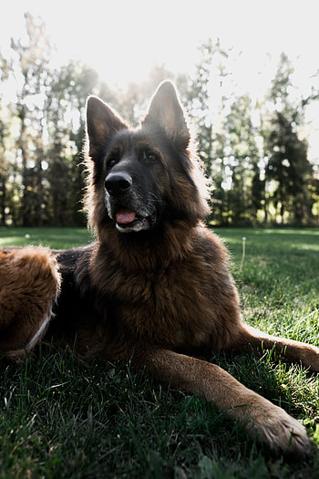 Animals, Dog, Pet, Protruding Tongue, Tongue Stuck Out, German Shepherd HD phone wallpaper