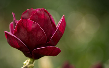 Flower, Macro, Petals, Blur, Smooth HD wallpaper