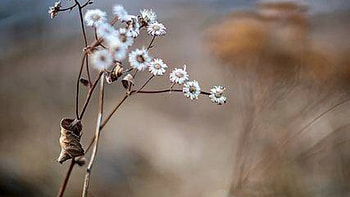 wild, nature, Autumn, field, flower HD wallpaper