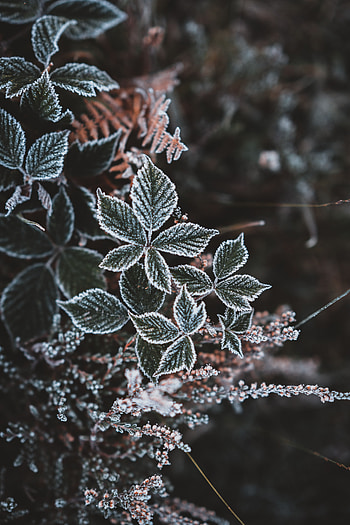 Autumn, Leaves, Snow, Macro, Carved, Hoarfrost, Frost HD phone wallpaper