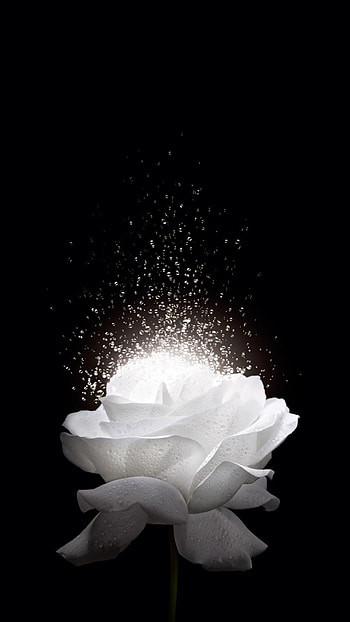 White Rose H5 Background. Flower , White roses background, Beautiful flowers, Beautiful Black and White Flower HD phone wallpaper