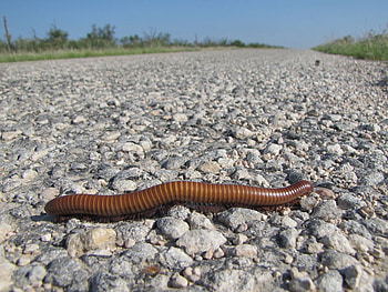 Centipede crossing the road, trees, road, sky, insect HD wallpaper