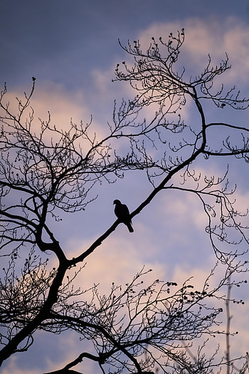 Animals, Sky, Bird, Branch, Dove HD phone wallpaper