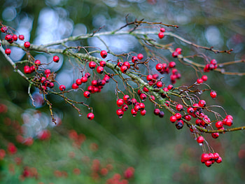 Hawthorn Berry Nature, Autumnal Dreamscapes, Pentax Super Takumar, Alex Roddie HD wallpaper