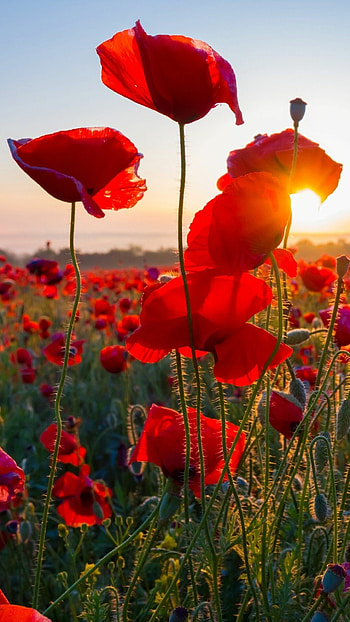Poppy Flower, Remembrance day poppies, Field of flowers, Beautiful nature HD phone wallpaper