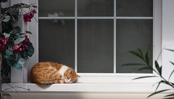 Animals, Flowers, Cat, Relaxation, Rest, Sleep, Dream, Window Sill, Windowsill HD wallpaper