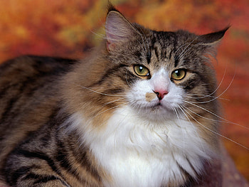 Animals, Cat, Fluffy, Sight, Opinion, Wool HD wallpaper