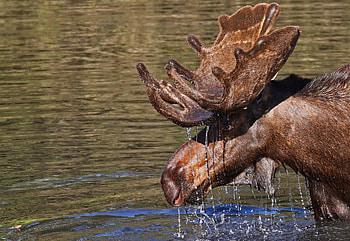 *** Moose ***, animal, woter, moose, animals HD wallpaper