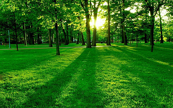 Landscape, Trees, Grass HD wallpaper
