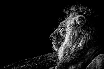 Animals, Lion, Bw, Chb, Profile HD wallpaper