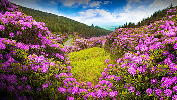 Rhododendron forest valley, The Vee in county Tipperary, Ireland, landscape, sky, hills, blossoms, clouds HD wallpaper