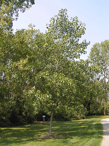 Eastern cottonwood, Purdue Fort Wayne, Tree facts, Plant biology HD phone wallpaper