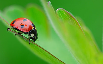 Insects, Ladybugs HD wallpaper
