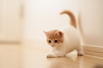 Animals, Kitty, Kitten, Playful, Parquet HD wallpaper