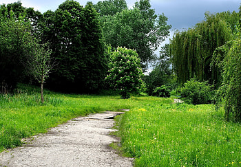 Nature, Trees, Grass, Forest, Path, Trail HD wallpaper