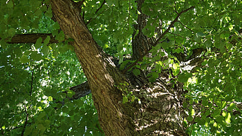 Linden Tree, bark, Nature HD wallpaper