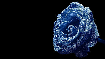 Plants, Flowers, Roses HD wallpaper