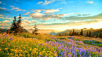 Sunset Mountain Wilderness France Spring Mountain Flowers Yellow HD wallpaper