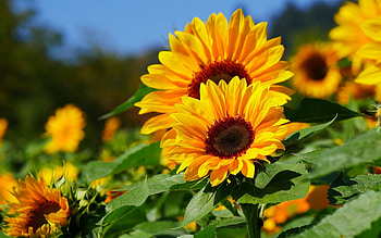 Sunflowers, flowers, plants, yellow HD wallpaper