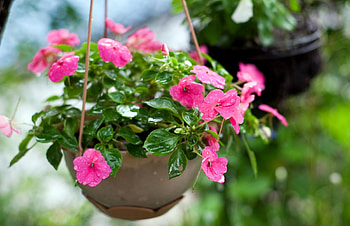 Flowers, Drops, Freshness, Pots, Plant Pot, Hang, Balsams, Balsamins HD wallpaper