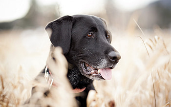 Black labrador charm, wonder, Canine beauty, Mesmerizing HD wallpaper