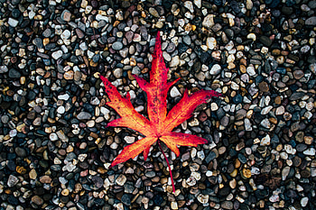 Nature, Stones, Autumn, Sheet, Leaf, Fallen HD wallpaper