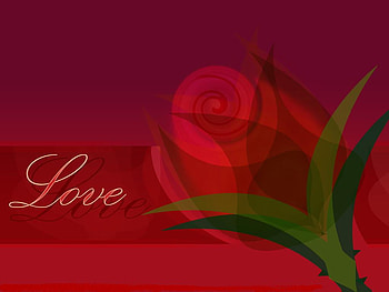 Red rose, rose, love, flower HD wallpaper
