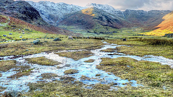 sheep grazing in the lake district in england r, sheep, r, grass, wetland, mountains HD wallpaper
