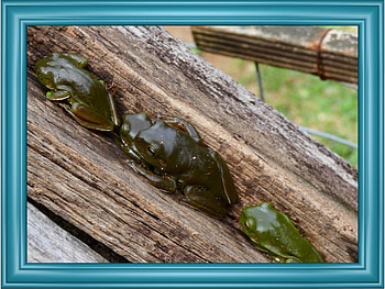 FRAMED FROG, NATURE, FROG, , FRAMED HD wallpaper