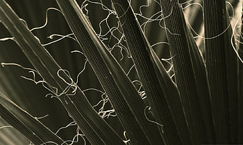 MACRO OF PALM FRONS, natural, plants, palm, strings, close up, petals, green, , nature, macro HD wallpaper