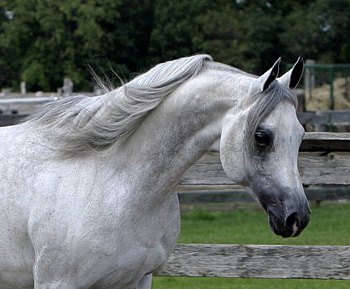 arabian horse, horses, mare, filly, stallions, colt HD wallpaper