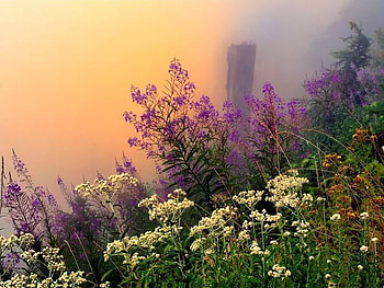 Wild Field Flowers, purple, white, flowers, field HD wallpaper