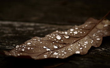 fresh, leaf HD wallpaper