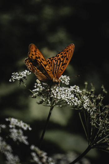 Animals, Flowers, Macro, Pattern, Butterfly, Wings HD phone wallpaper