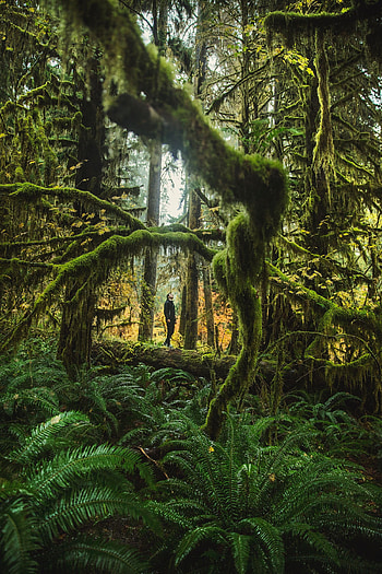 Trees, Miscellanea, Miscellaneous, Fern, Forest, Tropics, Moss, Human, Person HD phone wallpaper