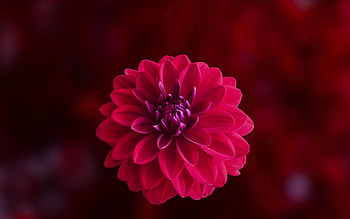 Dahlia, Closeup, Pink, Flower HD wallpaper