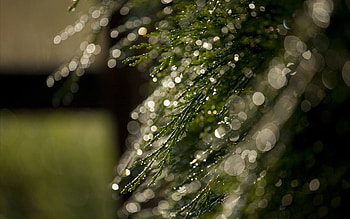 Grass, Macro, Glare, Dew, Bokeh, Boquet HD wallpaper