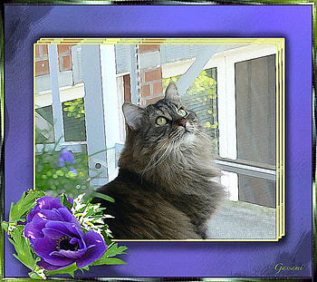 Cat, animal, kitten, frame, feline HD wallpaper