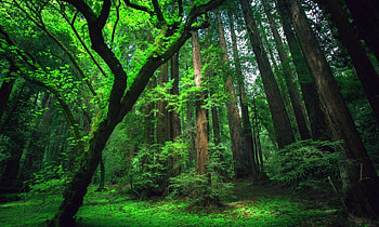 Vibrant foliage, Amazon wildlife, Natural wonders, Biodiversity hotspot HD wallpaper