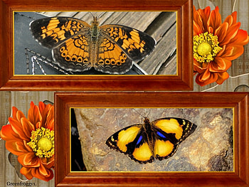 JEWELS OF THE EARTH, PRETTY, BUTTERFLIES, FRAMED, TWO HD wallpaper