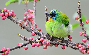 Animals, Berries, Bird, Multicolored, Motley, Branch HD wallpaper
