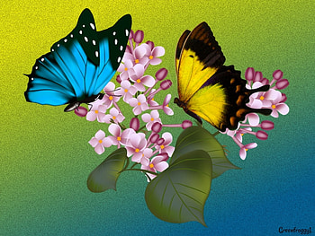 BUTTERFLIES ON LILACS, LILACS, ABSTRACT, BUTTERFLIES HD wallpaper