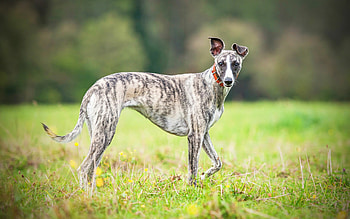 Brindle, Whippets HD wallpaper