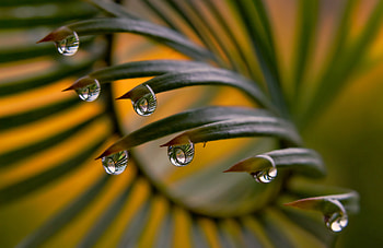 Grass leaf garden, Refreshing nature HD wallpaper